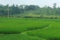 Việc cấp giấy chứng nhận quyền sử dụng đất ở Nha Trang: Bất cập trong thẩm quyền giải quyết